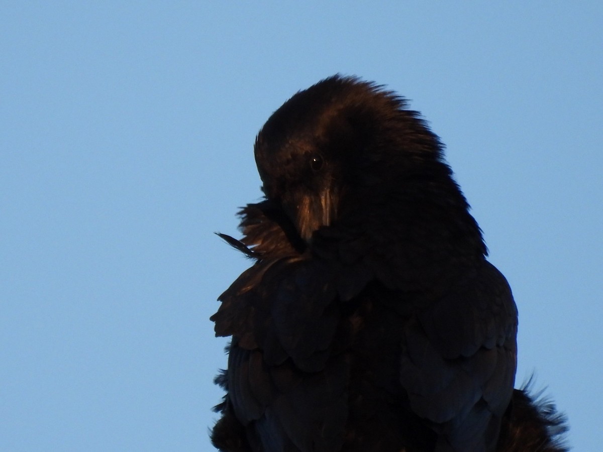 Common Raven - Annik Paquet