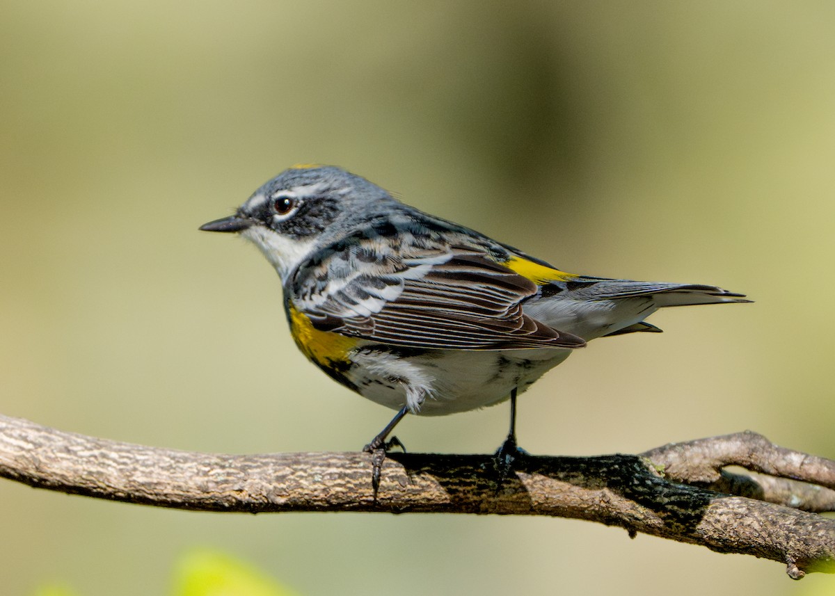 Yellow-rumped Warbler - Dori Eldridge