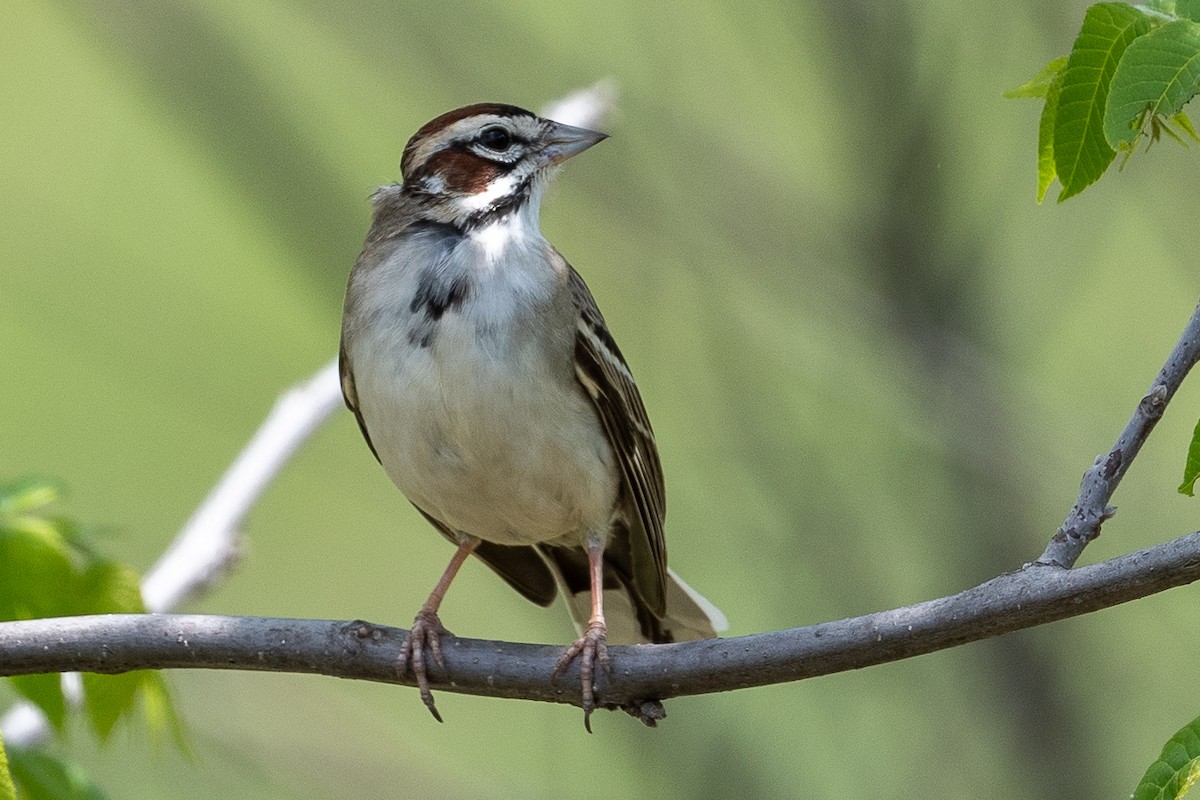 Lark Sparrow - Martin Kaehrle