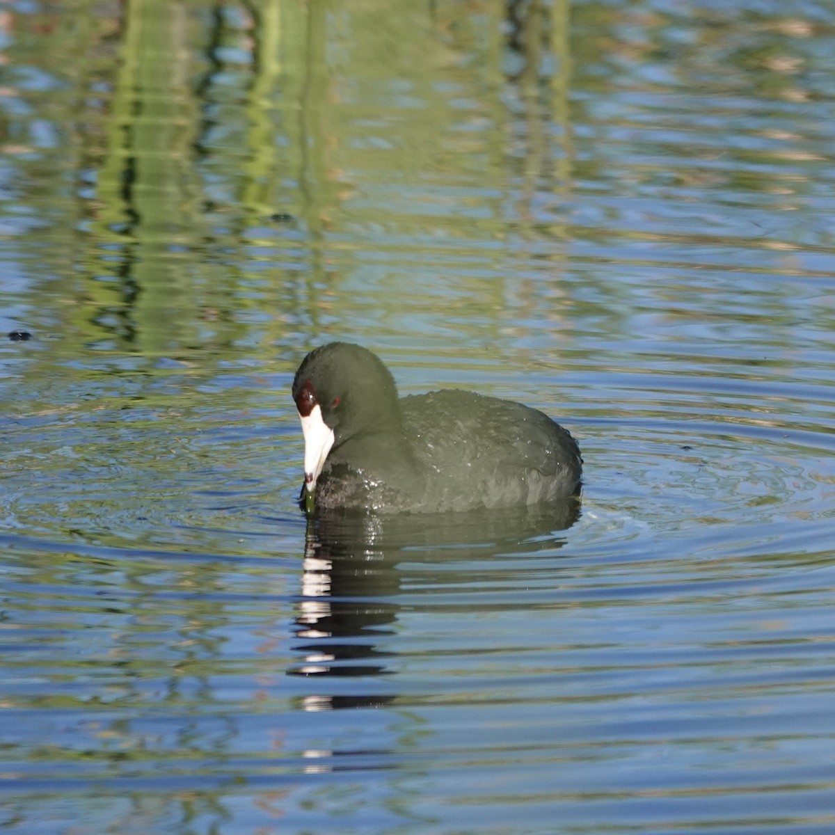 American Coot - George Ho