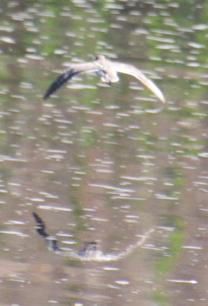 Spotted Sandpiper - Samuel Harris