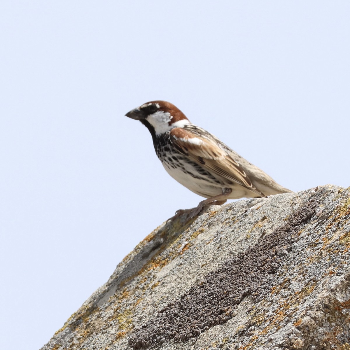 Spanish Sparrow - Steve Nicolai