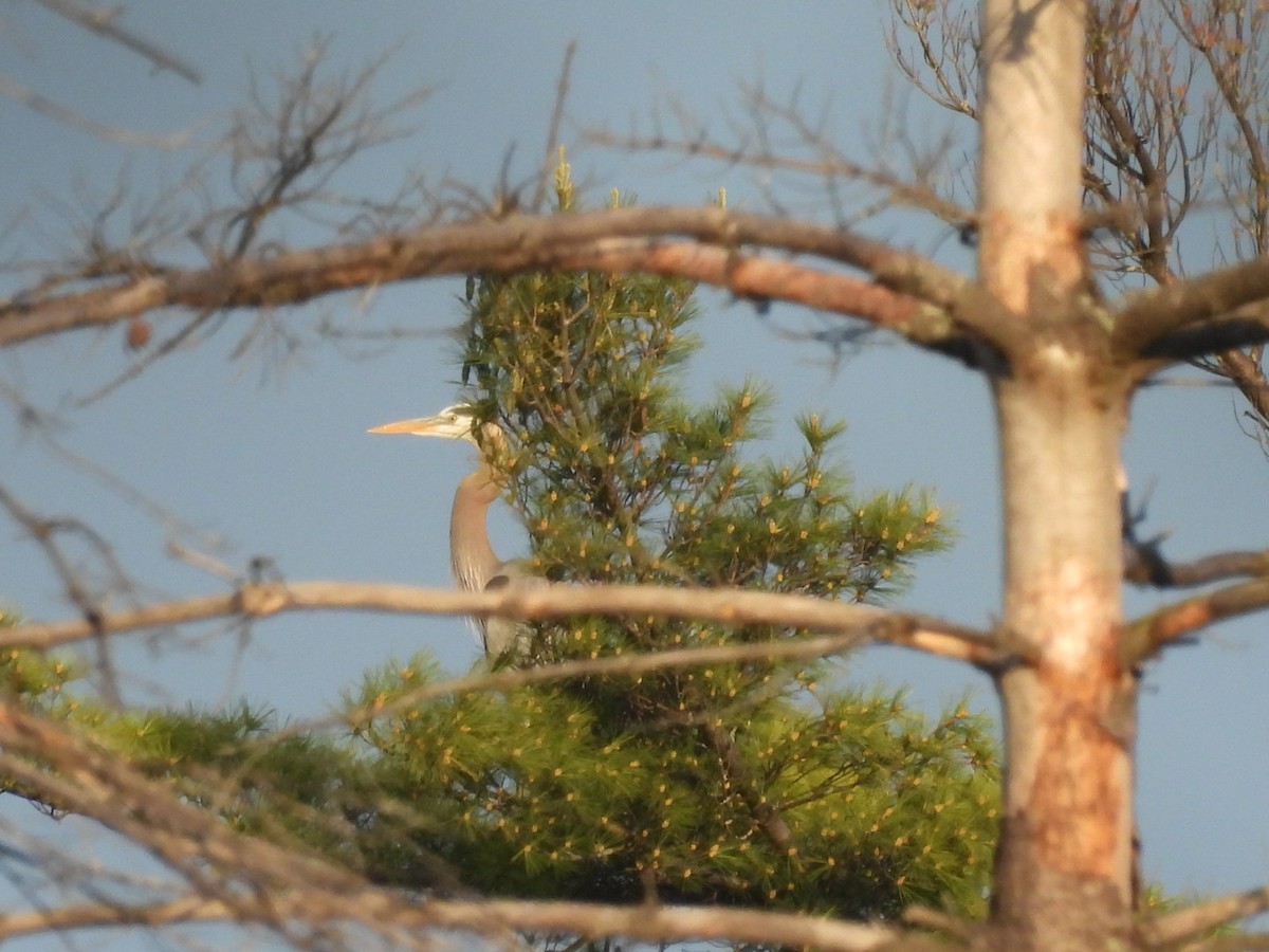 Great Blue Heron - Annik Paquet