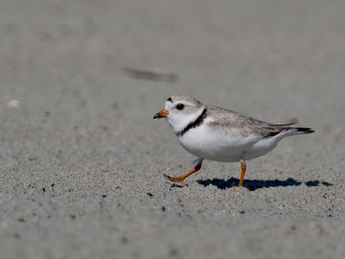 Piping Plover - June Smith