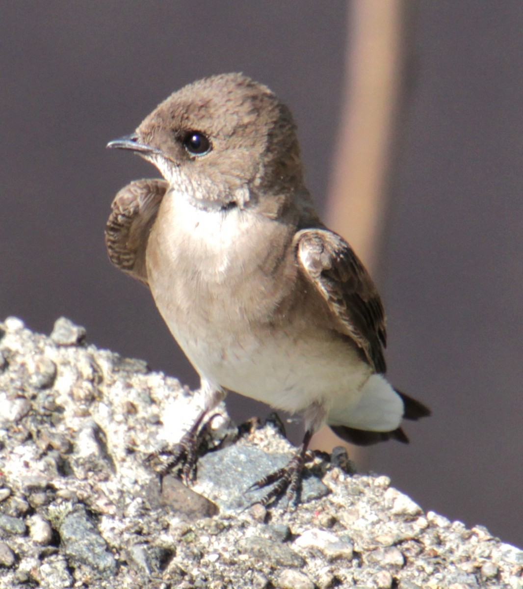 Northern Rough-winged Swallow - Samuel Harris