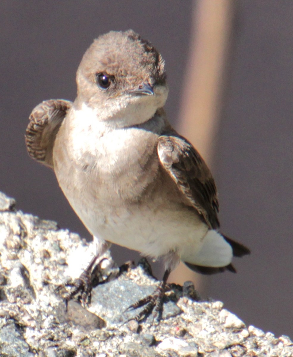 Northern Rough-winged Swallow - Samuel Harris