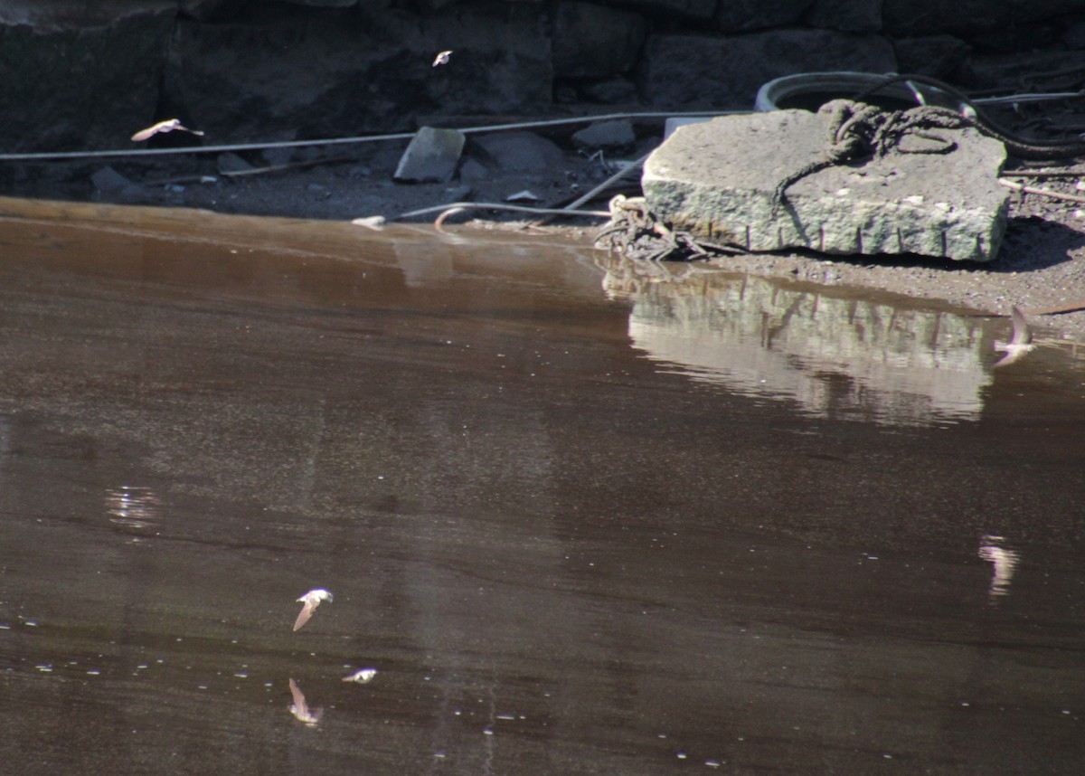 Northern Rough-winged Swallow - Samuel Harris