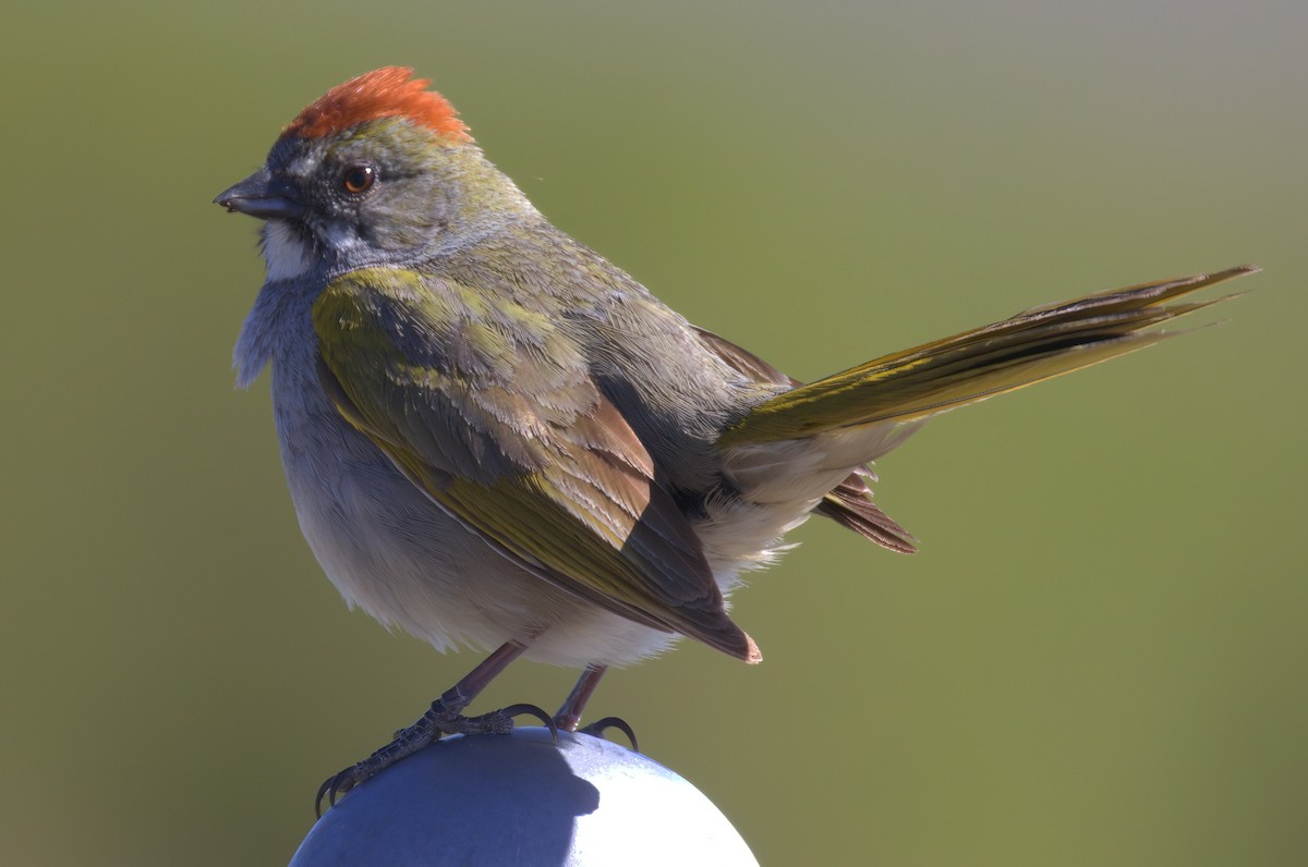 Green-tailed Towhee - Richard Brown