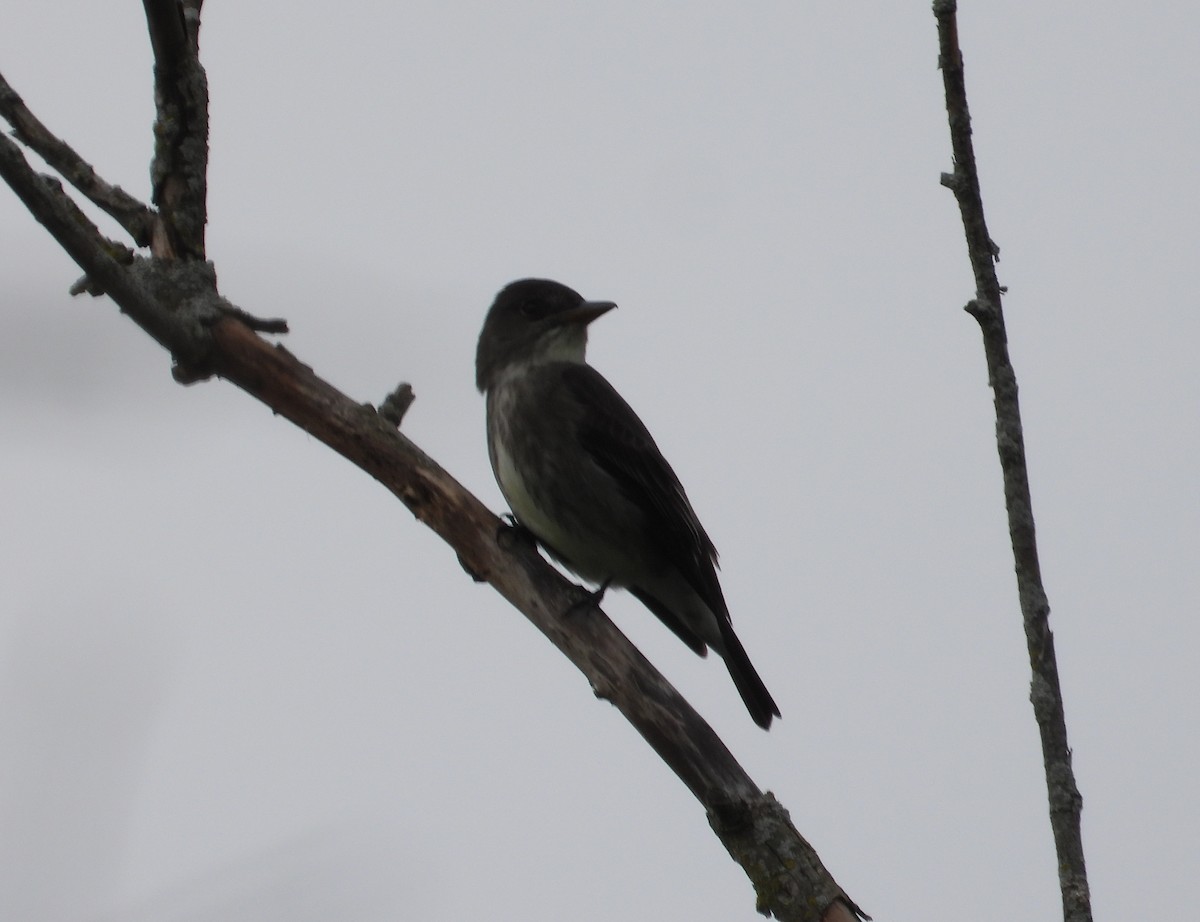 Olive-sided Flycatcher - Jeff Miller