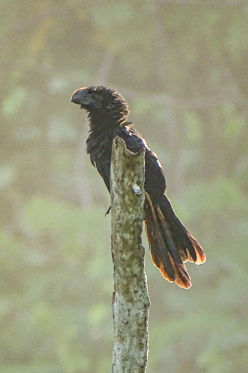 Smooth-billed Ani - Stef Stevens