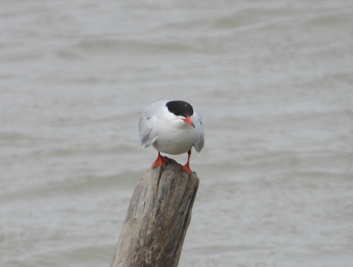 Forster's Tern - Jeff Miller