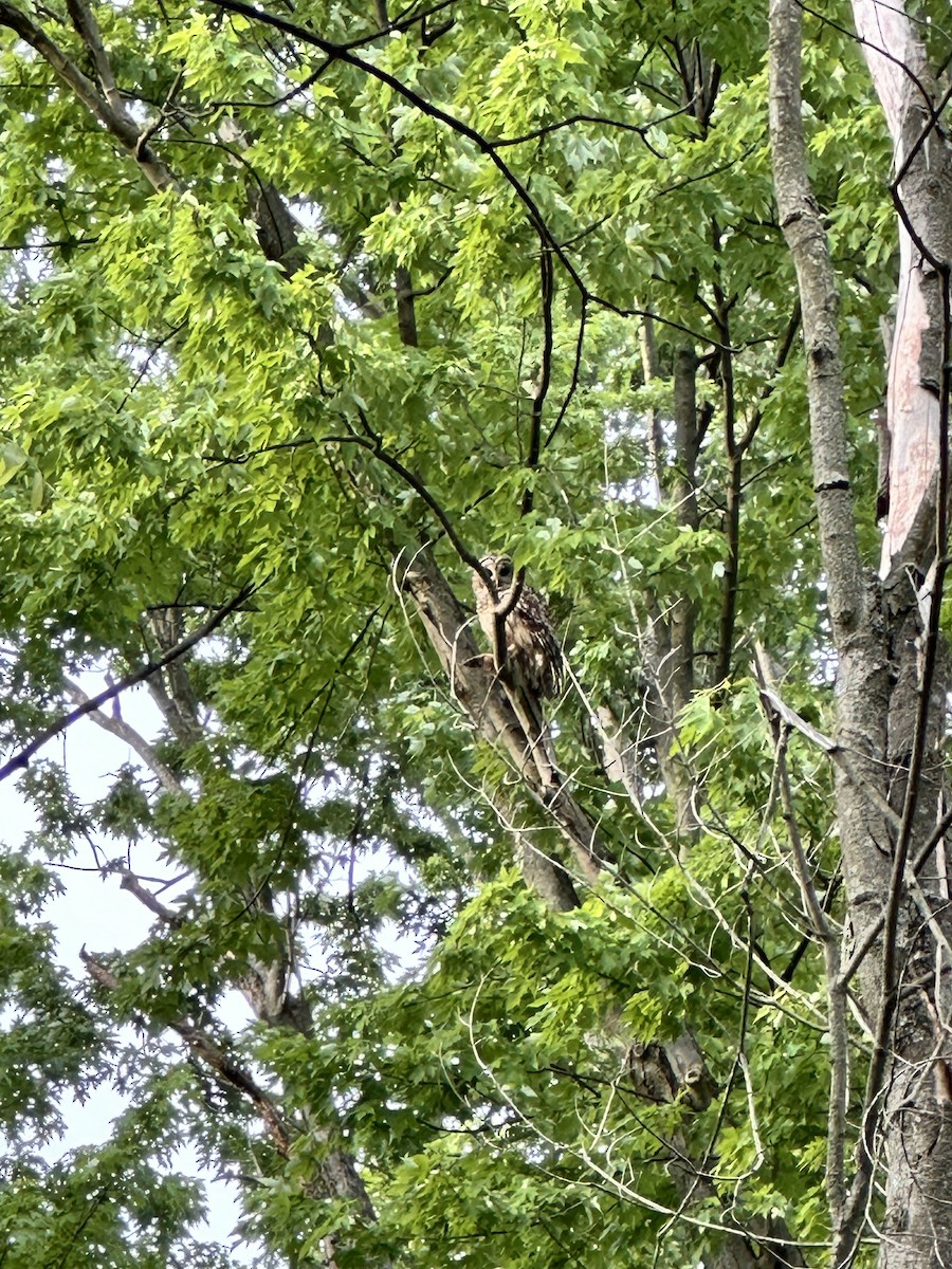 Barred Owl - ML619529367