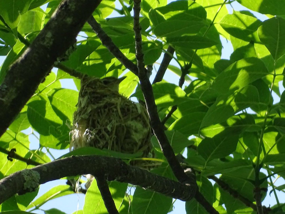 Warbling Vireo - Joseph  Scholtes