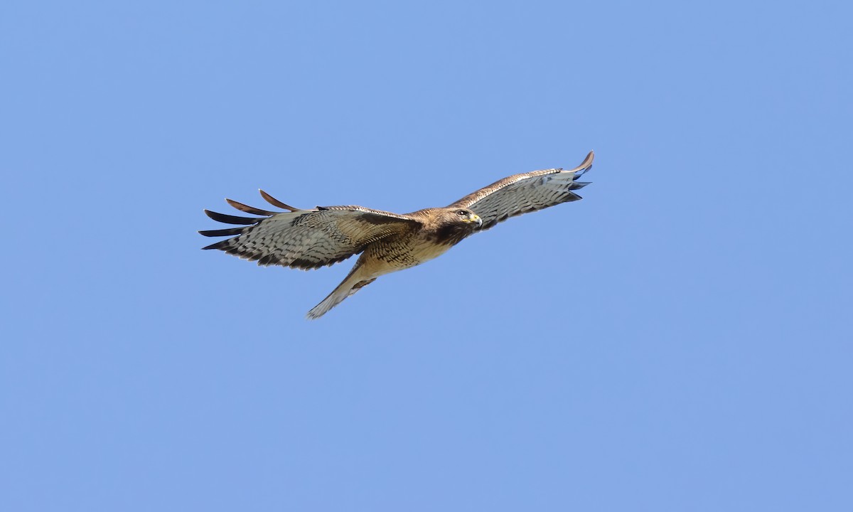 Red-tailed Hawk (calurus/alascensis) - Paul Fenwick