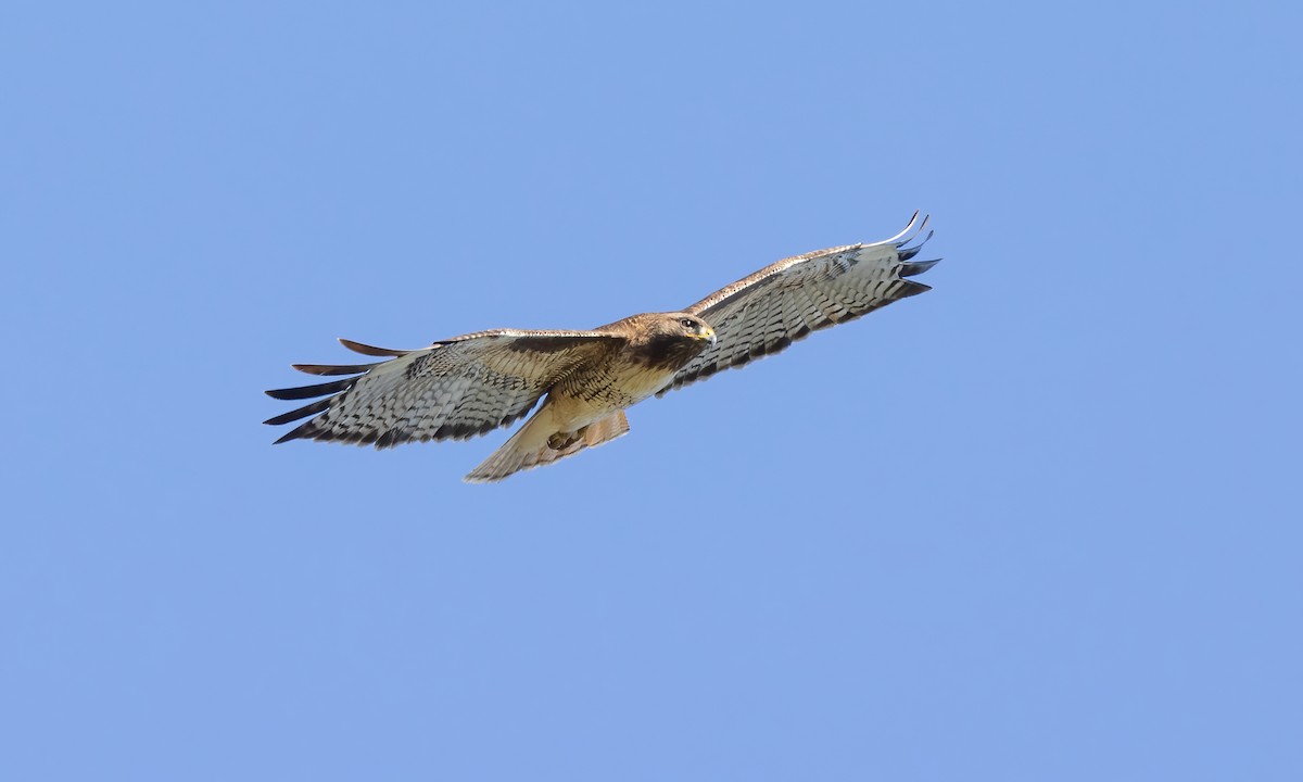 Red-tailed Hawk (calurus/alascensis) - Paul Fenwick