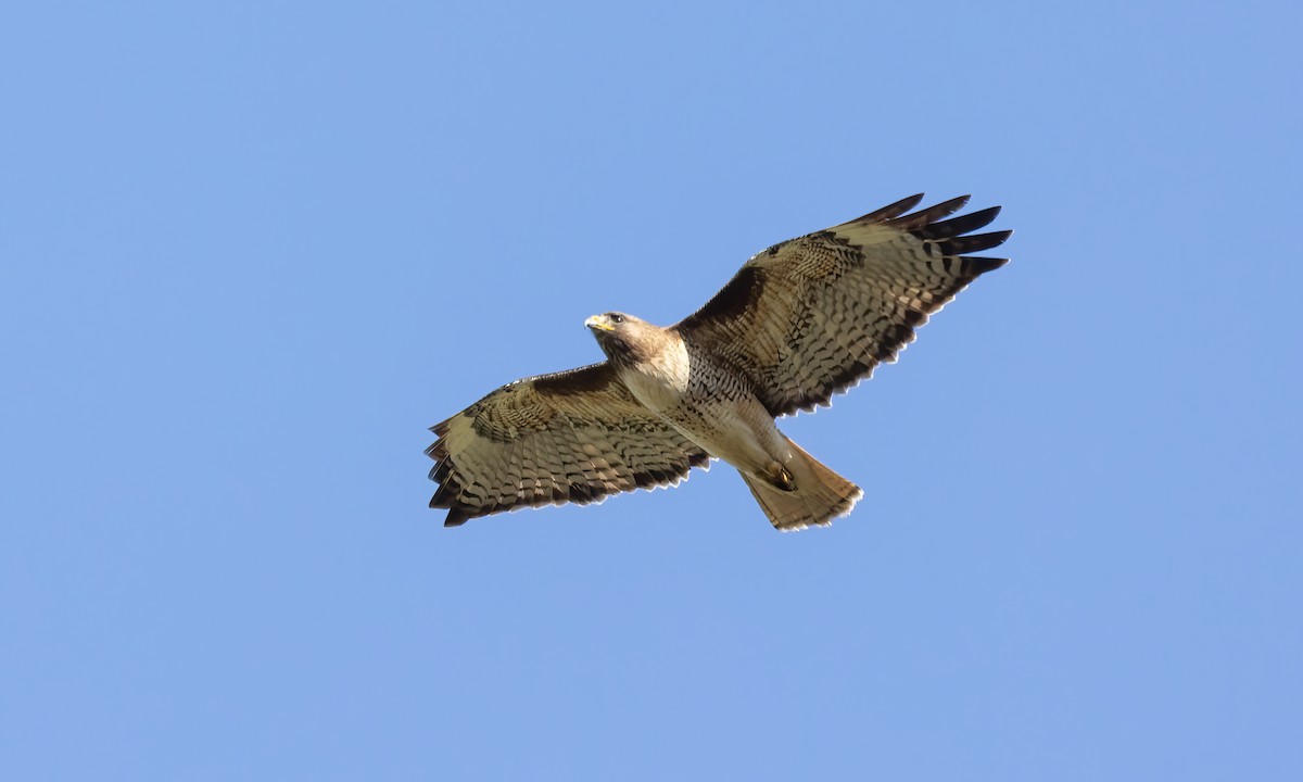 Red-tailed Hawk (calurus/alascensis) - Paul Fenwick