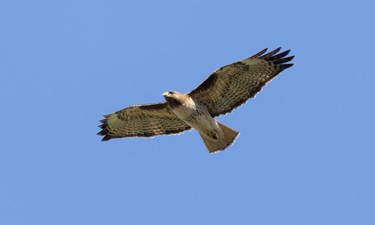 Red-tailed Hawk (calurus/alascensis) - Paul Fenwick