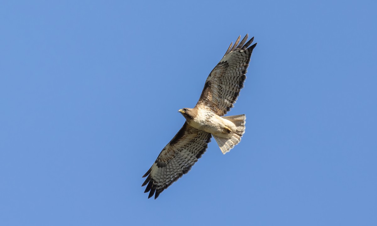 Red-tailed Hawk (calurus/alascensis) - Paul Fenwick