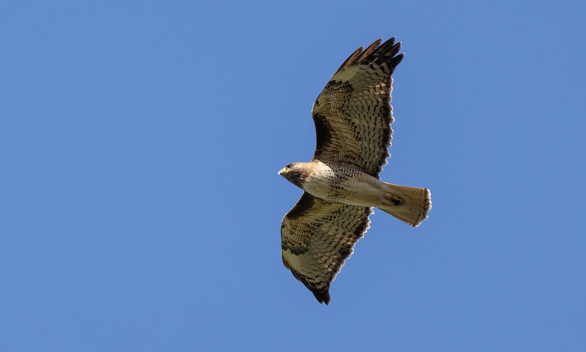 Red-tailed Hawk (calurus/alascensis) - Paul Fenwick