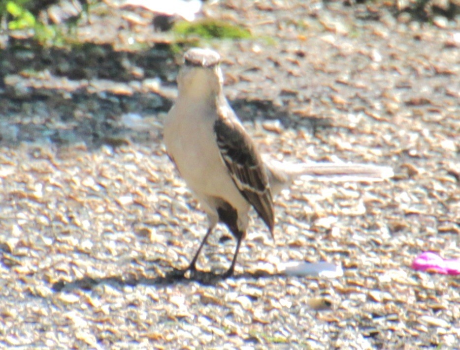 Northern Mockingbird - Samuel Harris