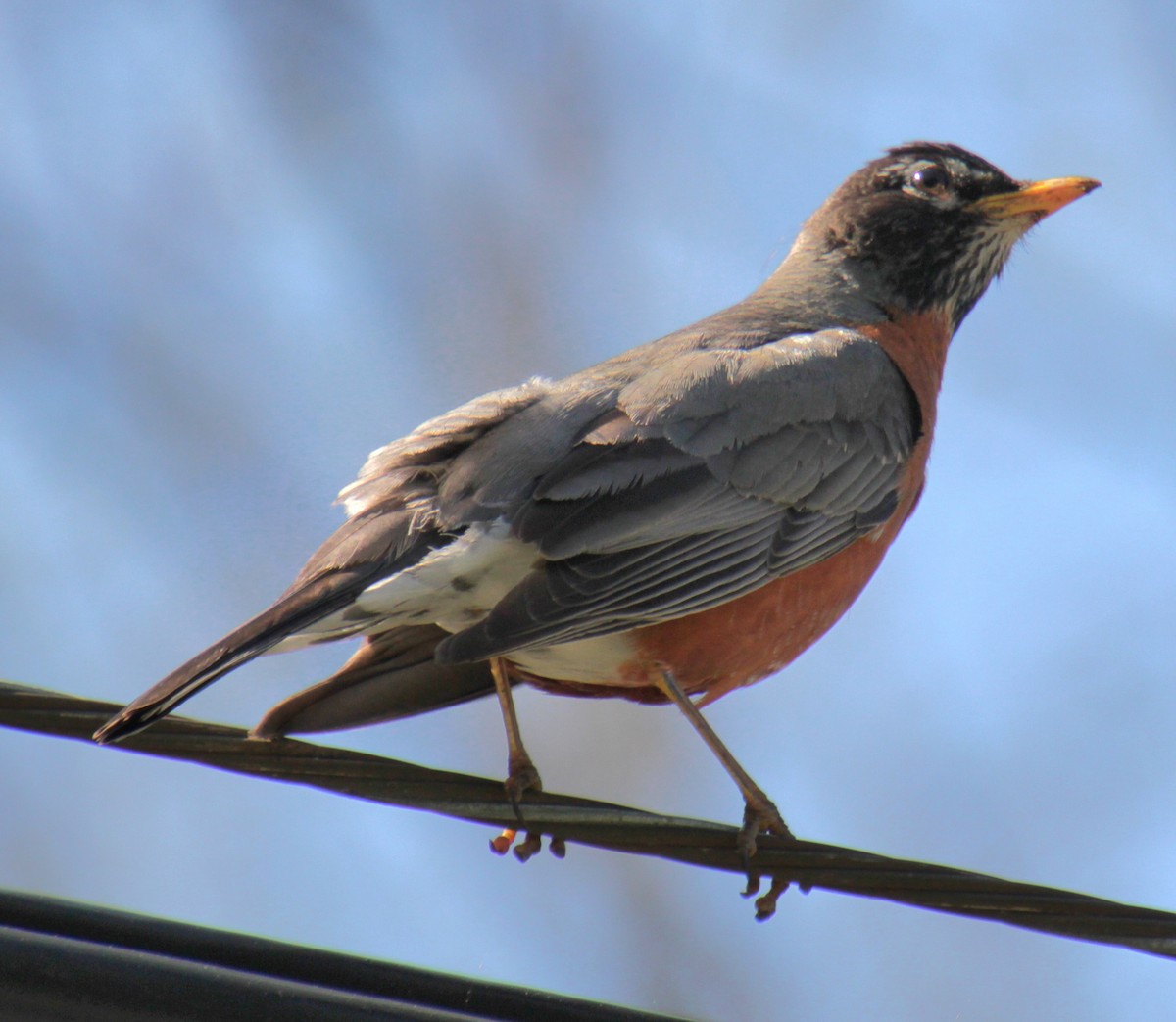 American Robin - Samuel Harris