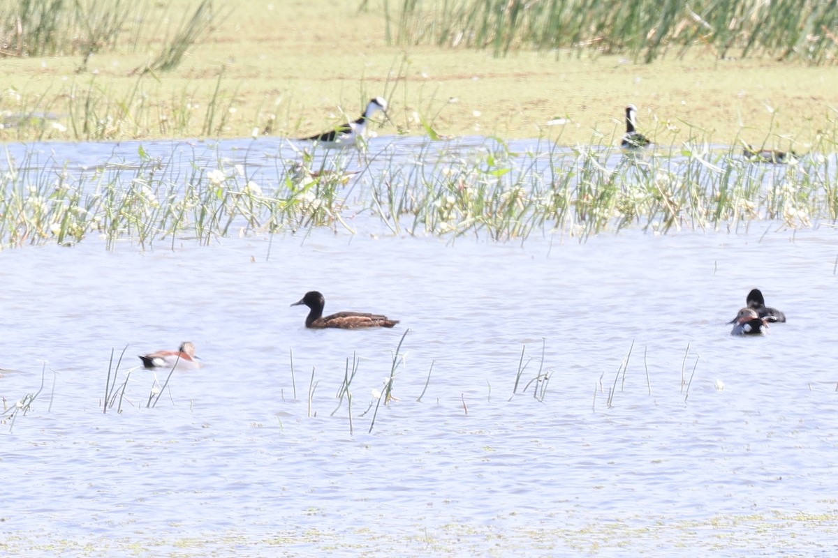 Black-headed Duck - Hubert Stelmach