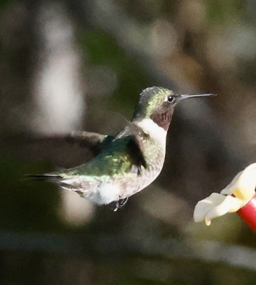 Ruby-throated Hummingbird - Jon Wolfson