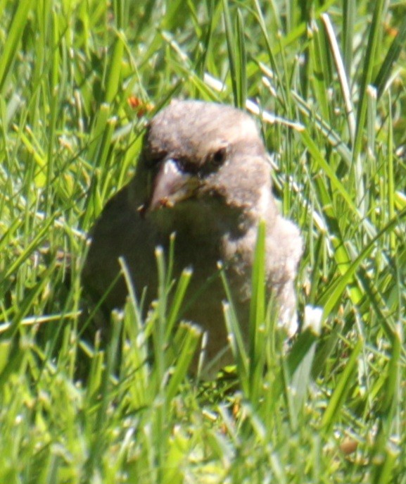 House Sparrow - Samuel Harris