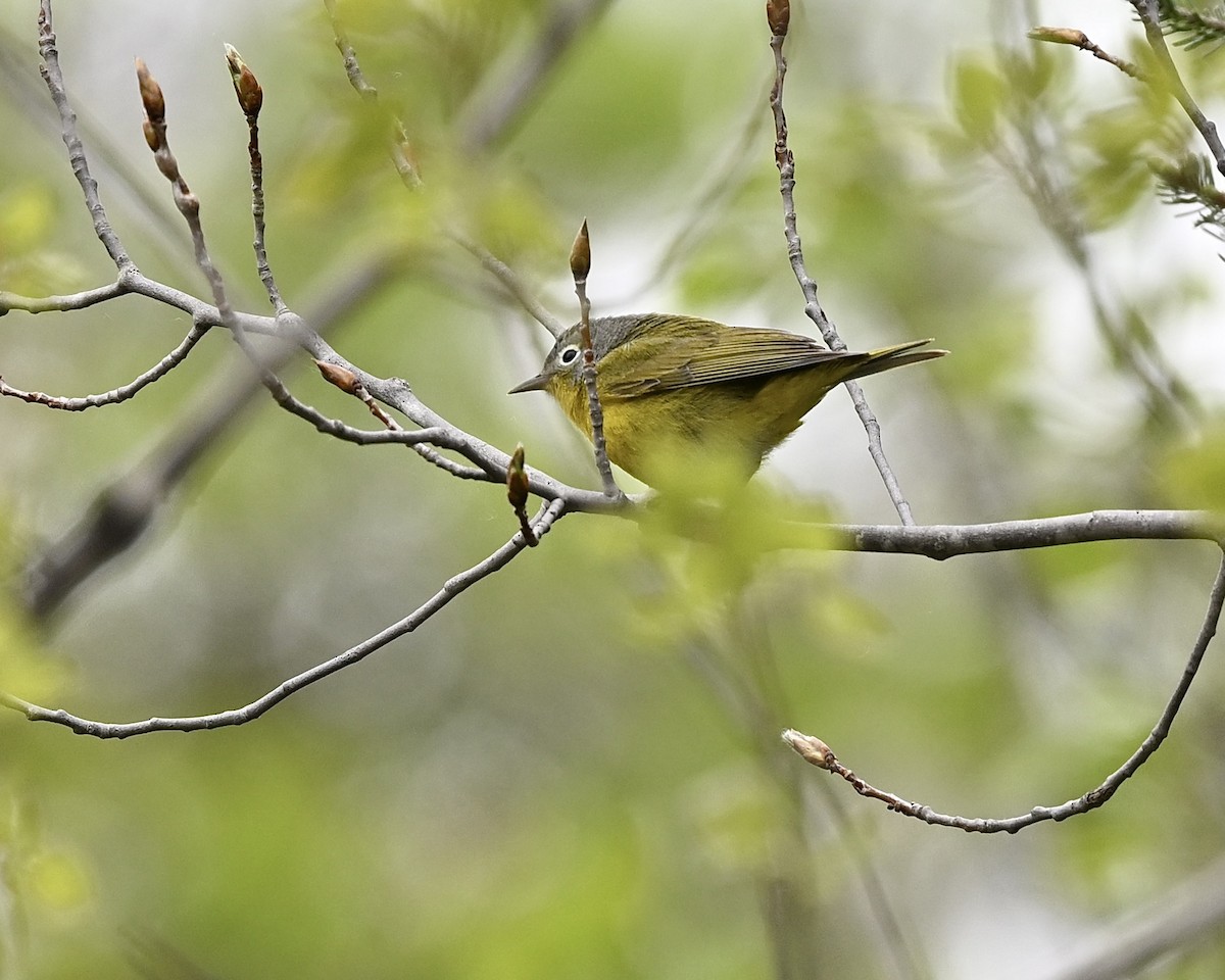 Nashville Warbler - Joe Wujcik