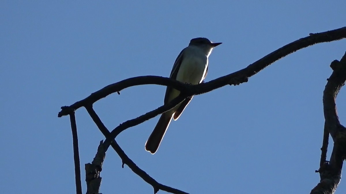 Ash-throated Flycatcher - ML619529410