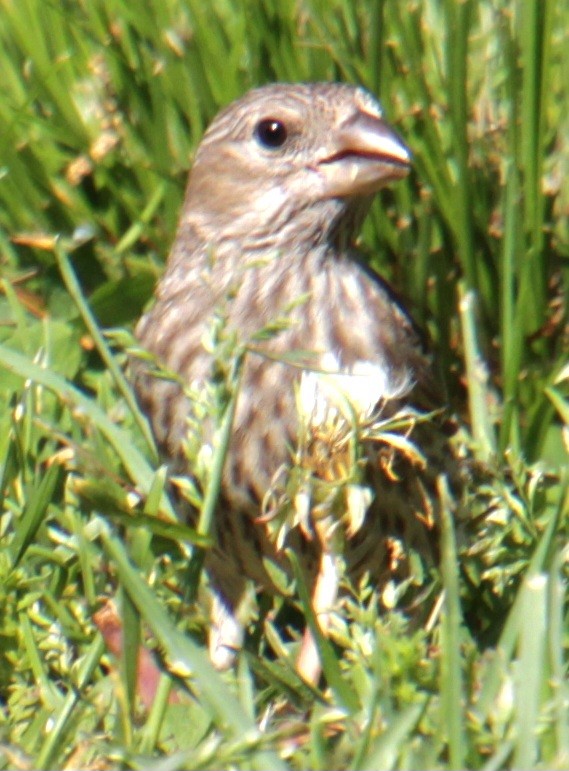 House Finch - Samuel Harris