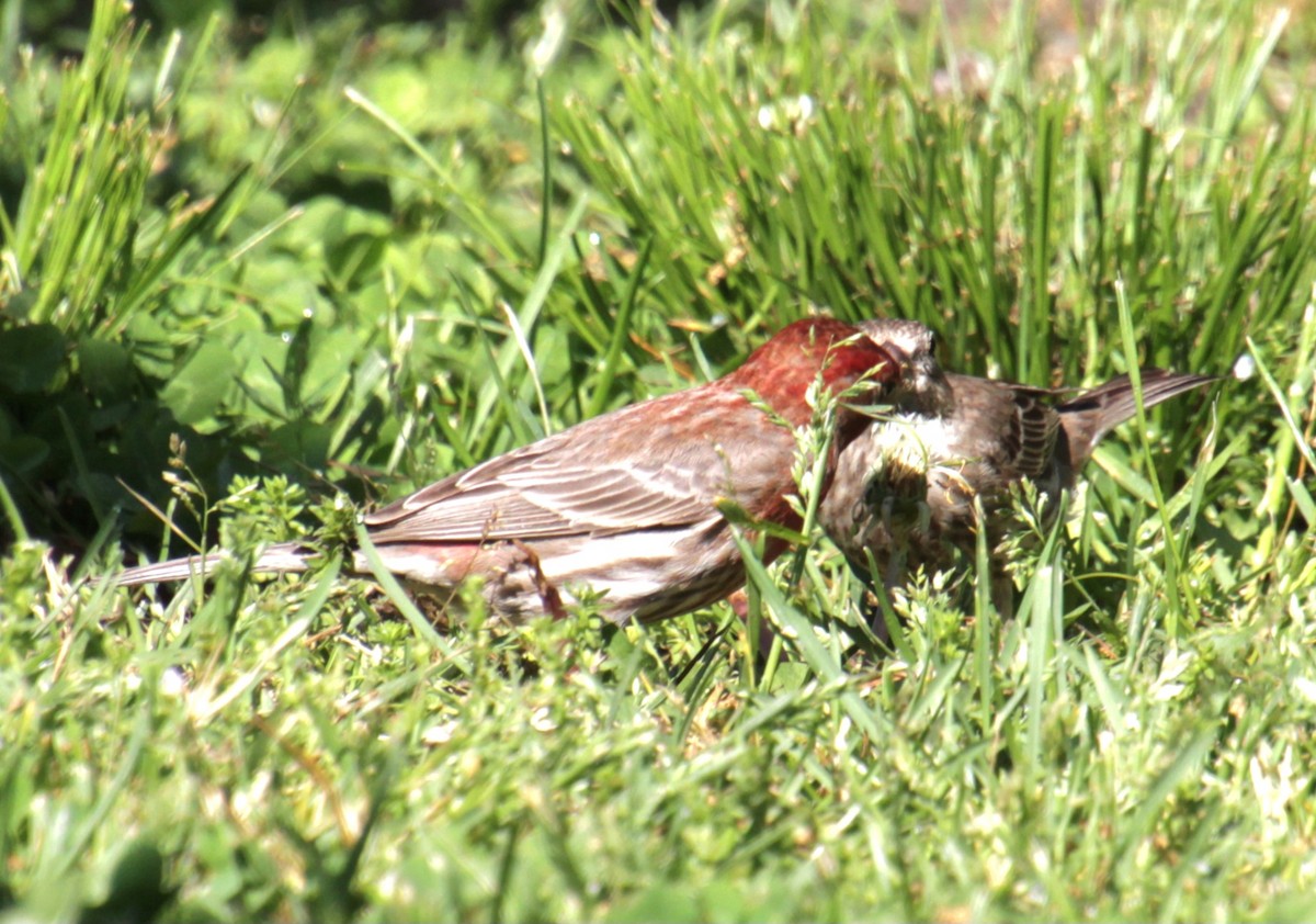 House Finch - Samuel Harris