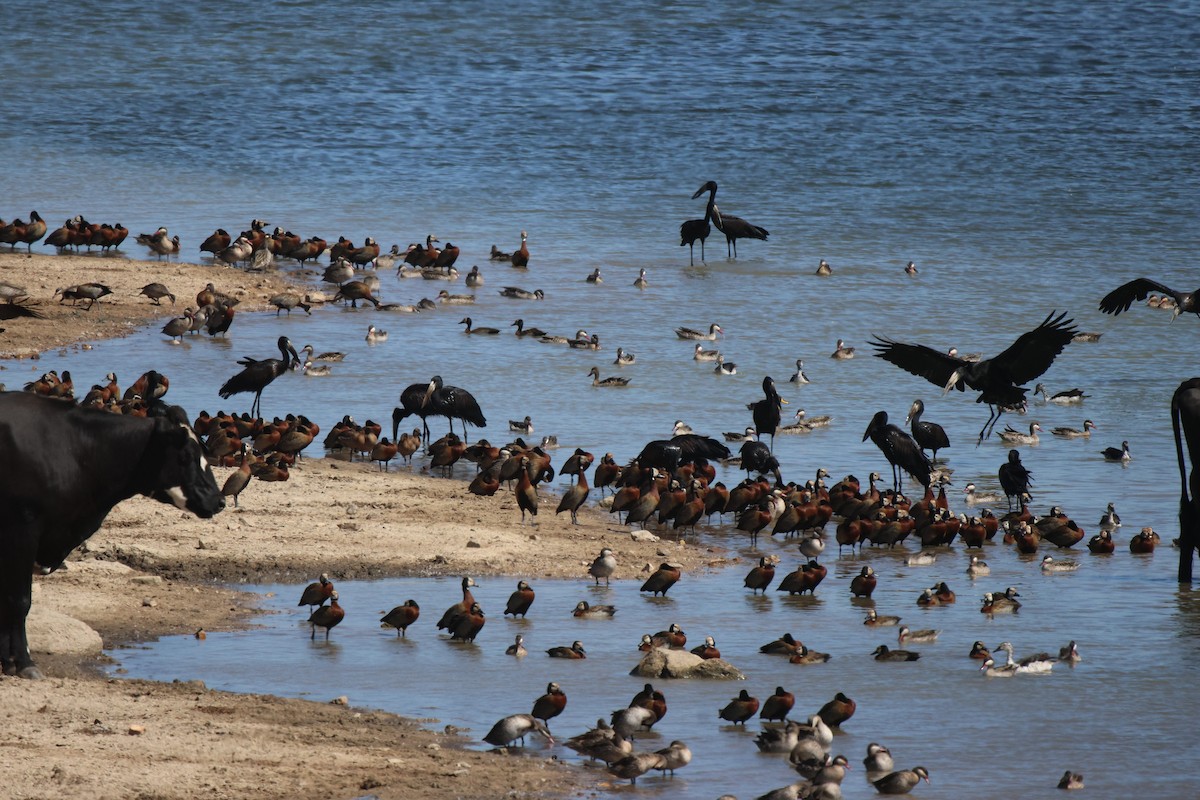 White-faced Whistling-Duck - Frank Willems - Birding Zambia