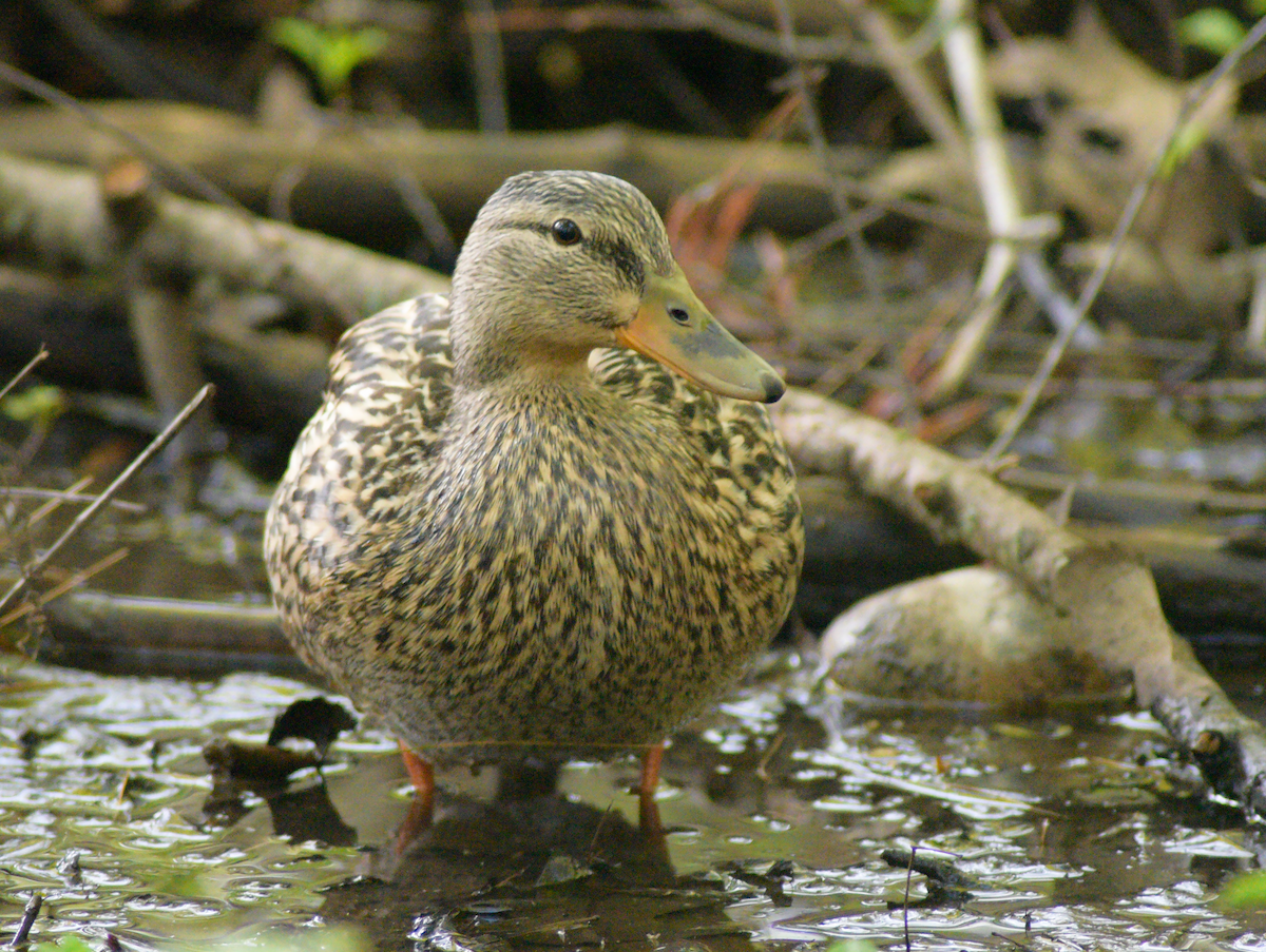 Mallard - Guillaume Perron