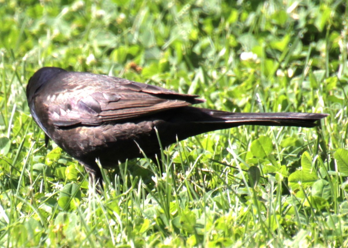 Common Grackle (Bronzed) - Samuel Harris