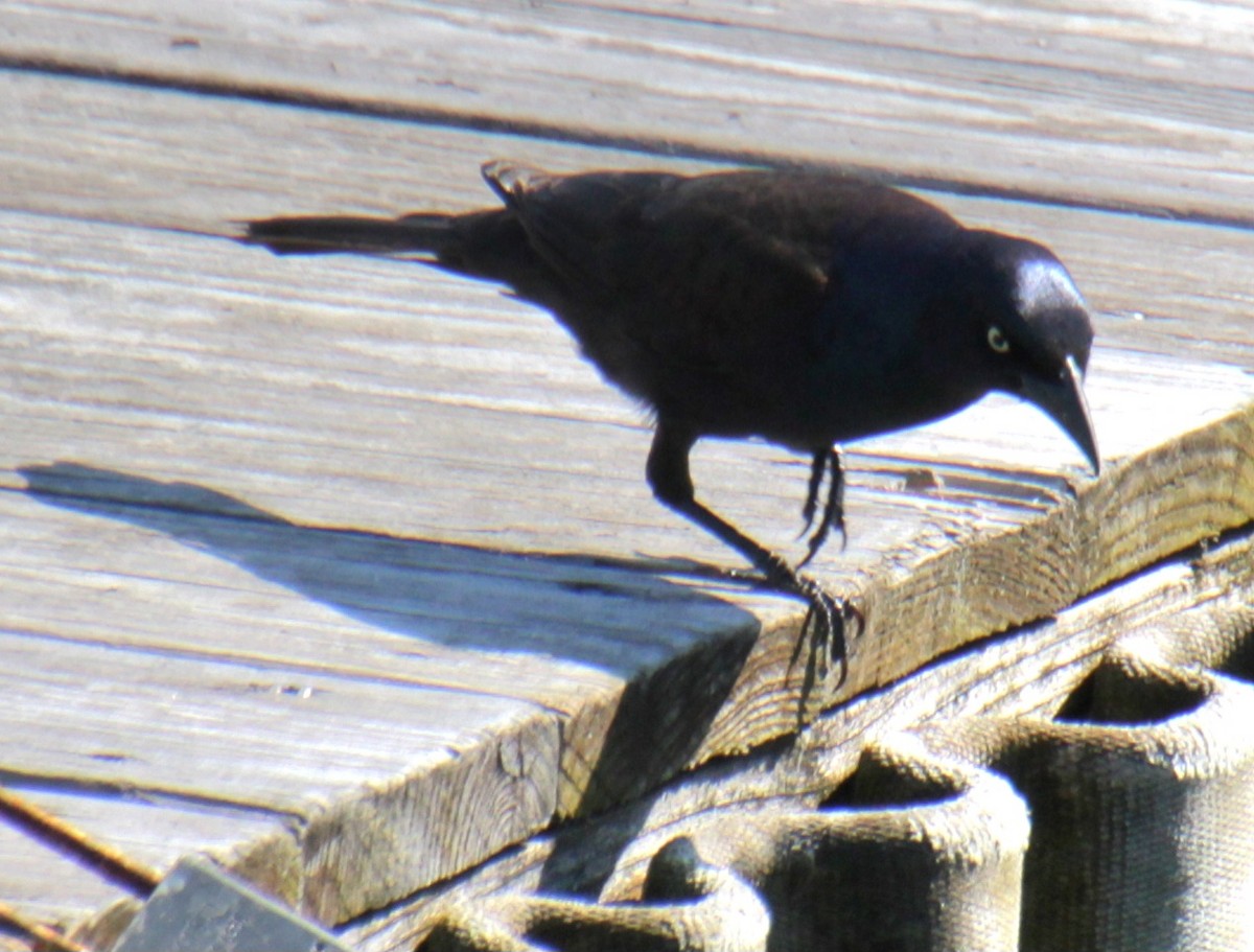 Common Grackle (Bronzed) - Samuel Harris