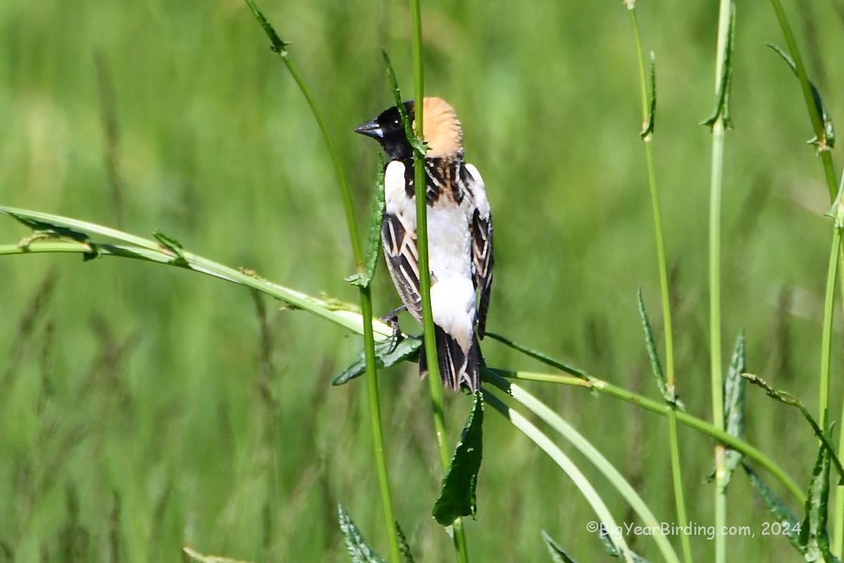 bobolink americký - ML619529427