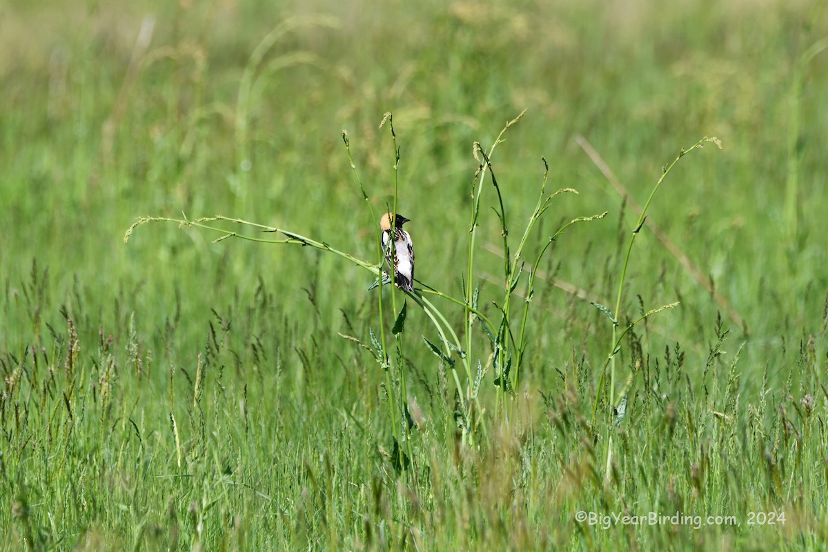 bobolink americký - ML619529428