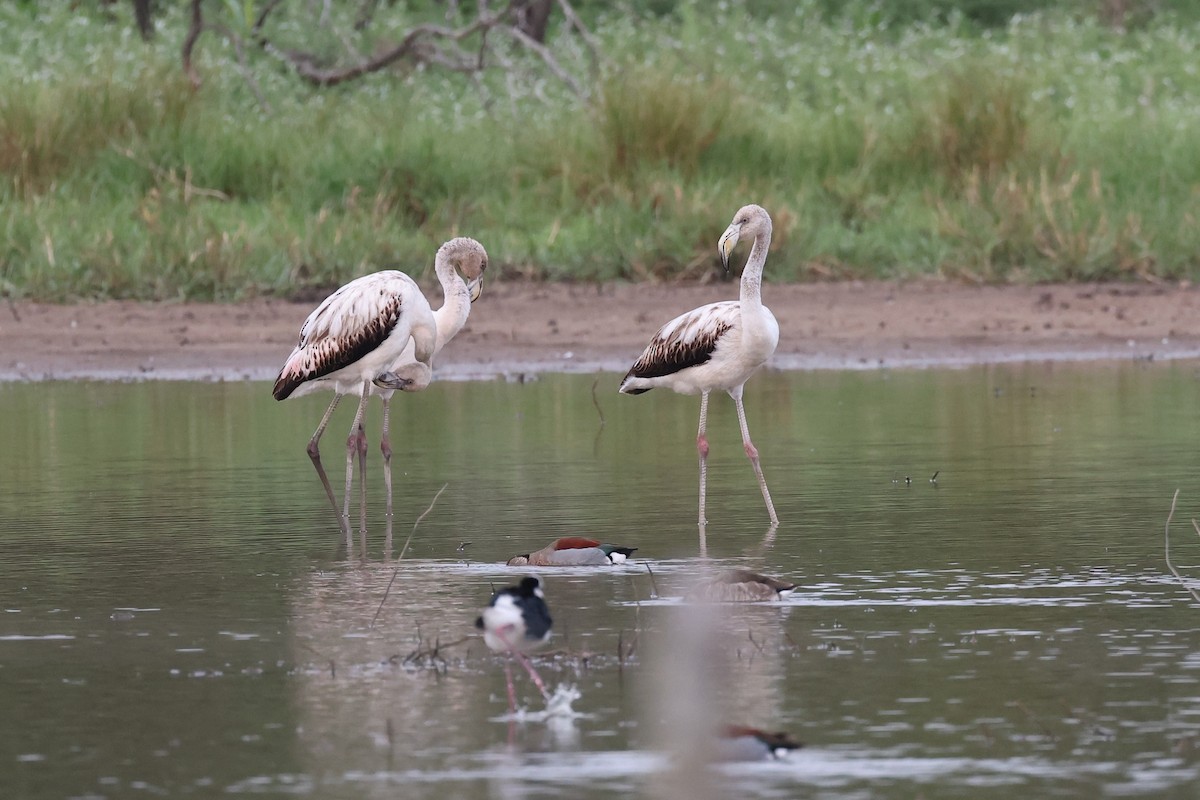 Chilean Flamingo - Hubert Stelmach