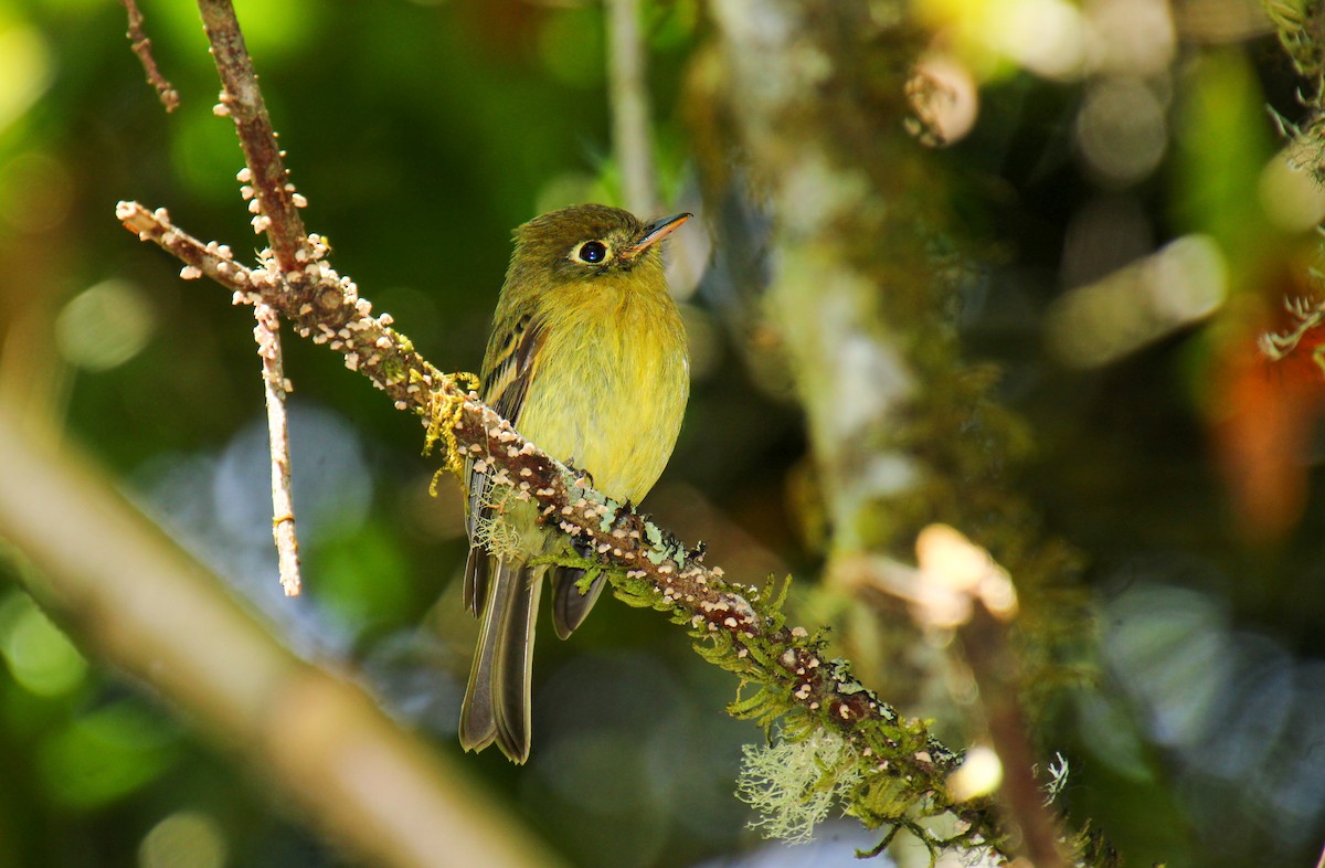 Yellowish Flycatcher - ML619529432