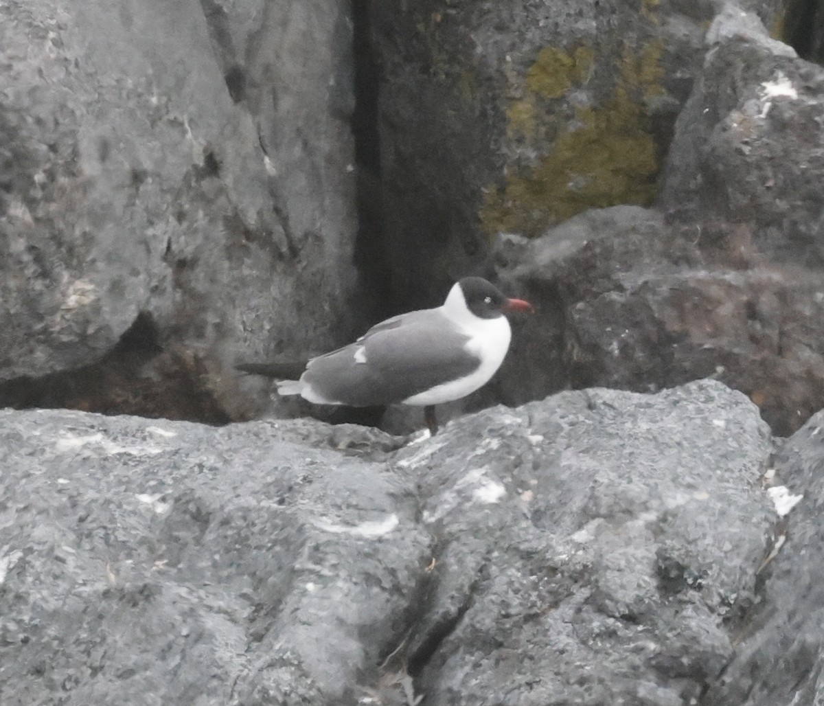 Laughing Gull - Jon Wolfson