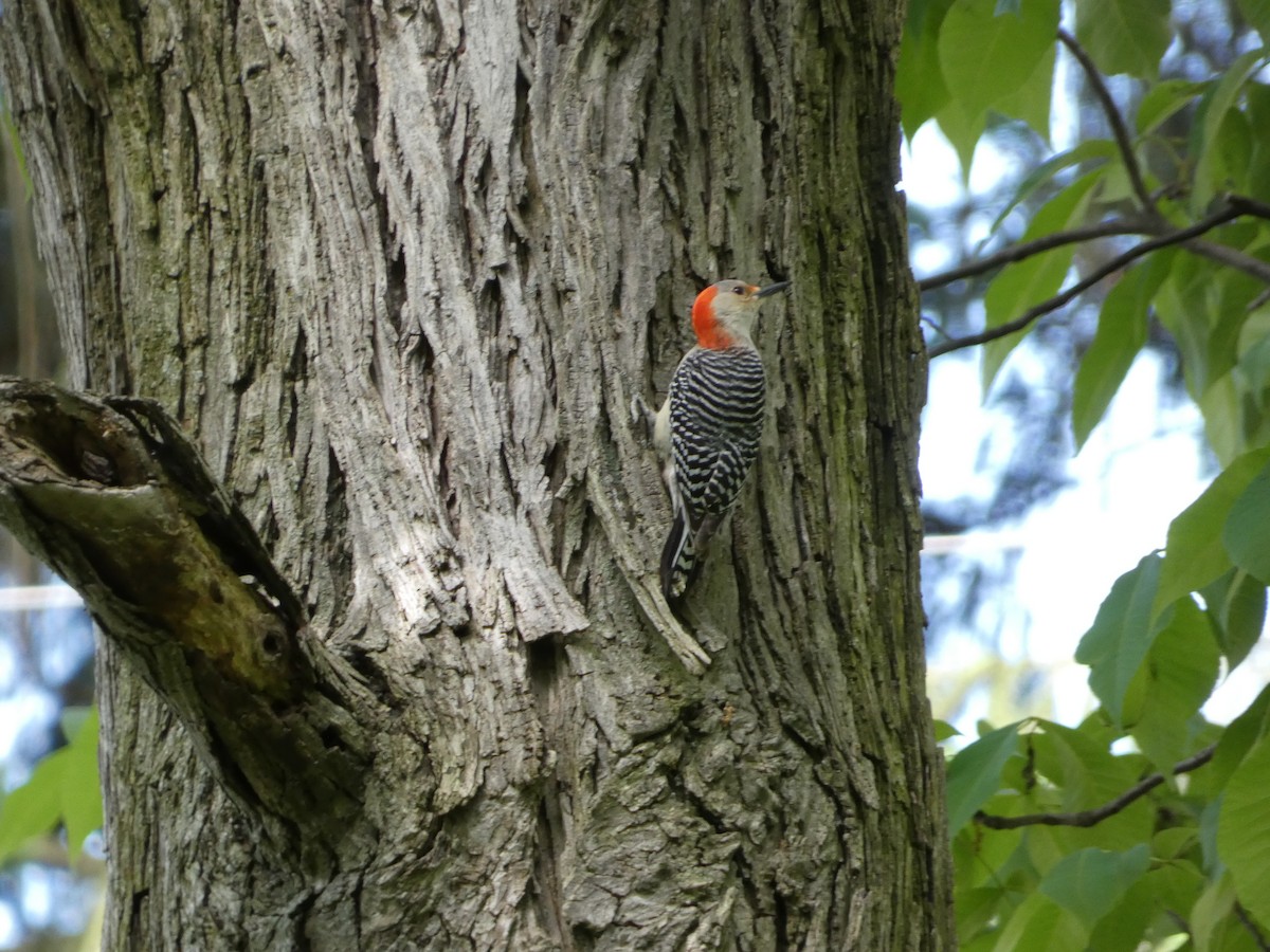 Red-bellied Woodpecker - Heather Guarnera