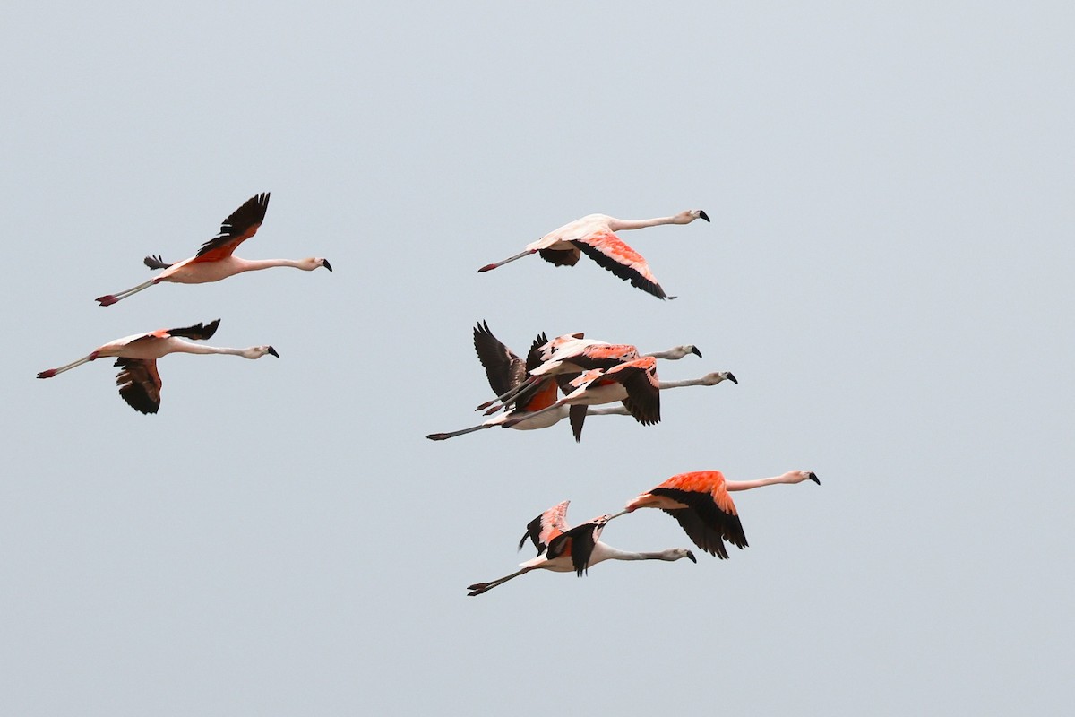 Chilean Flamingo - Hubert Stelmach