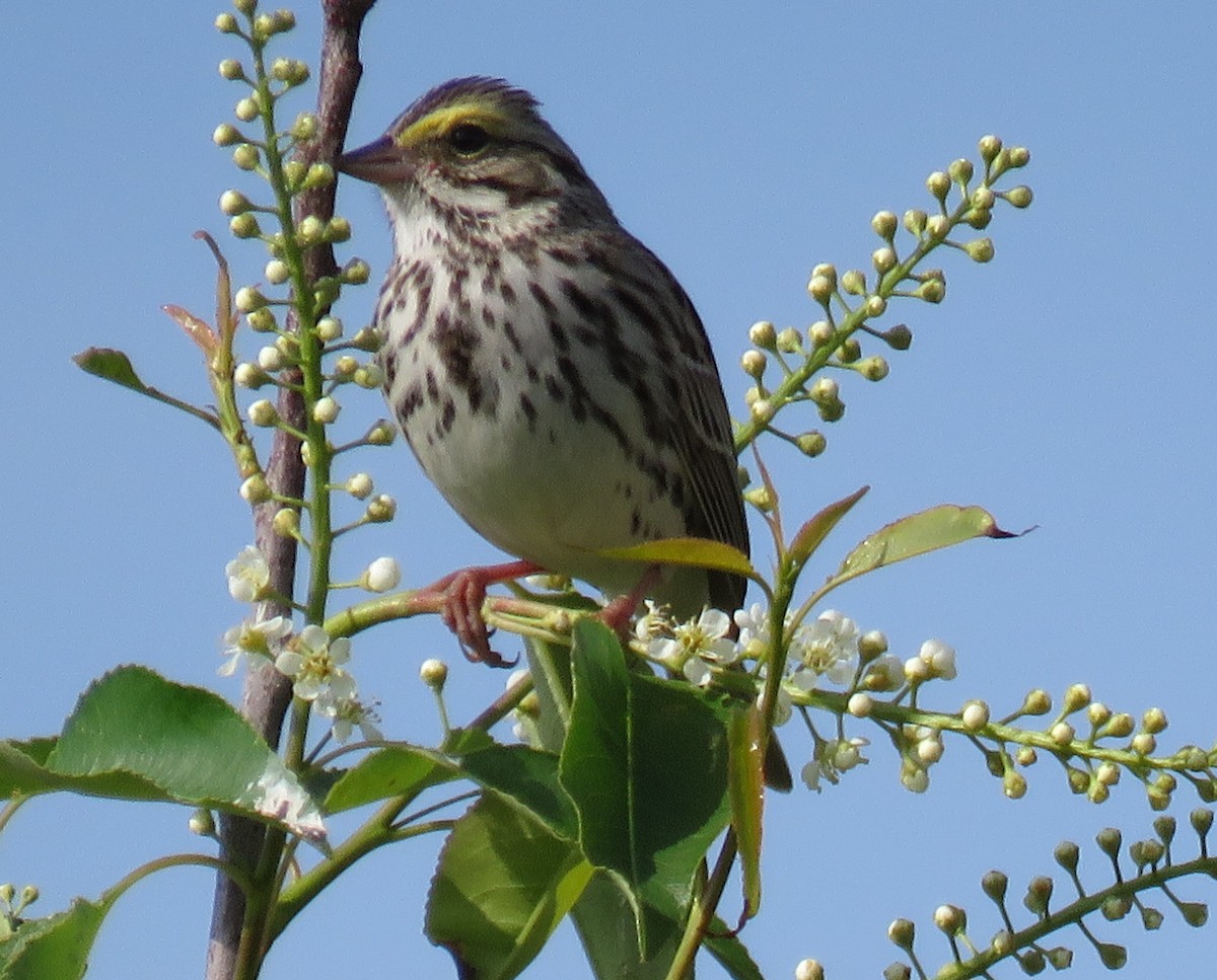 Savannah Sparrow - S Grove