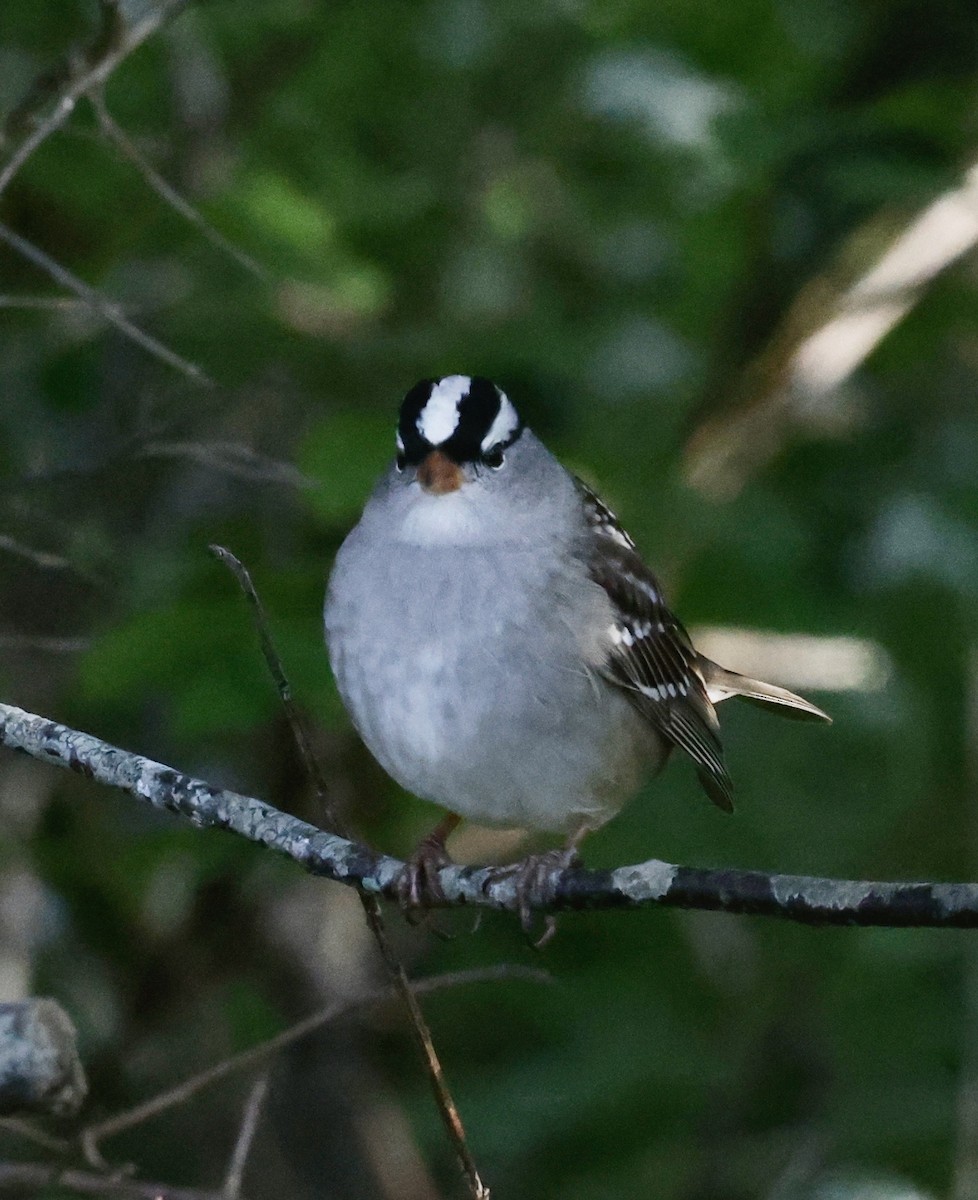 White-crowned Sparrow (leucophrys) - Jon Wolfson
