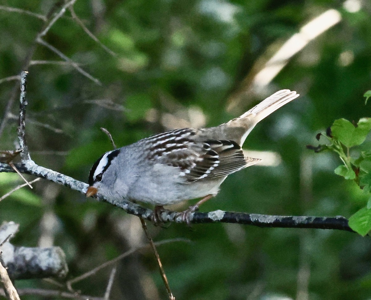 White-crowned Sparrow (leucophrys) - Jon Wolfson