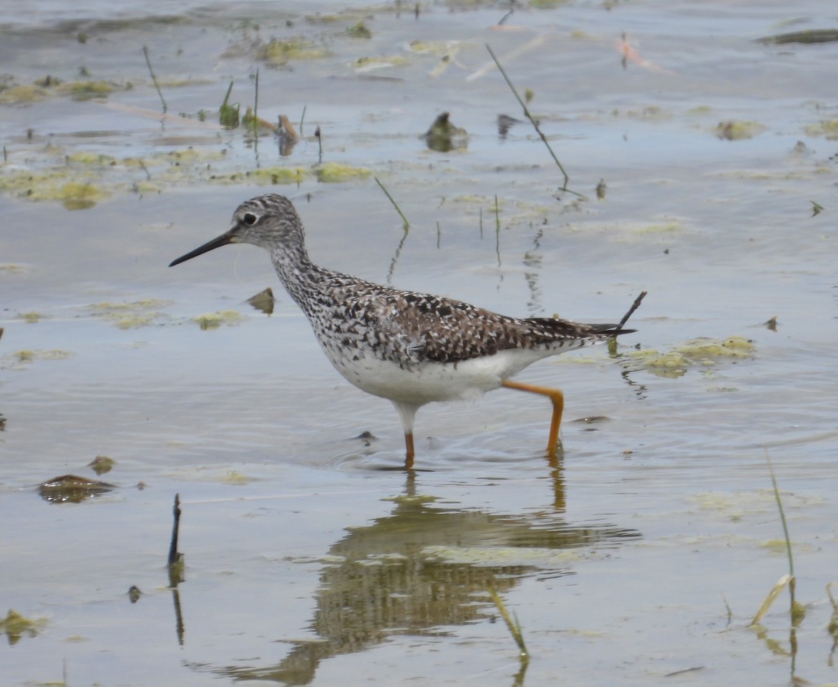 Lesser Yellowlegs - Jeff Miller