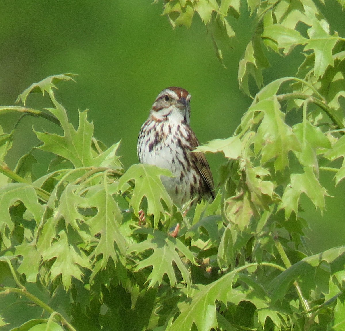 Song Sparrow - S Grove