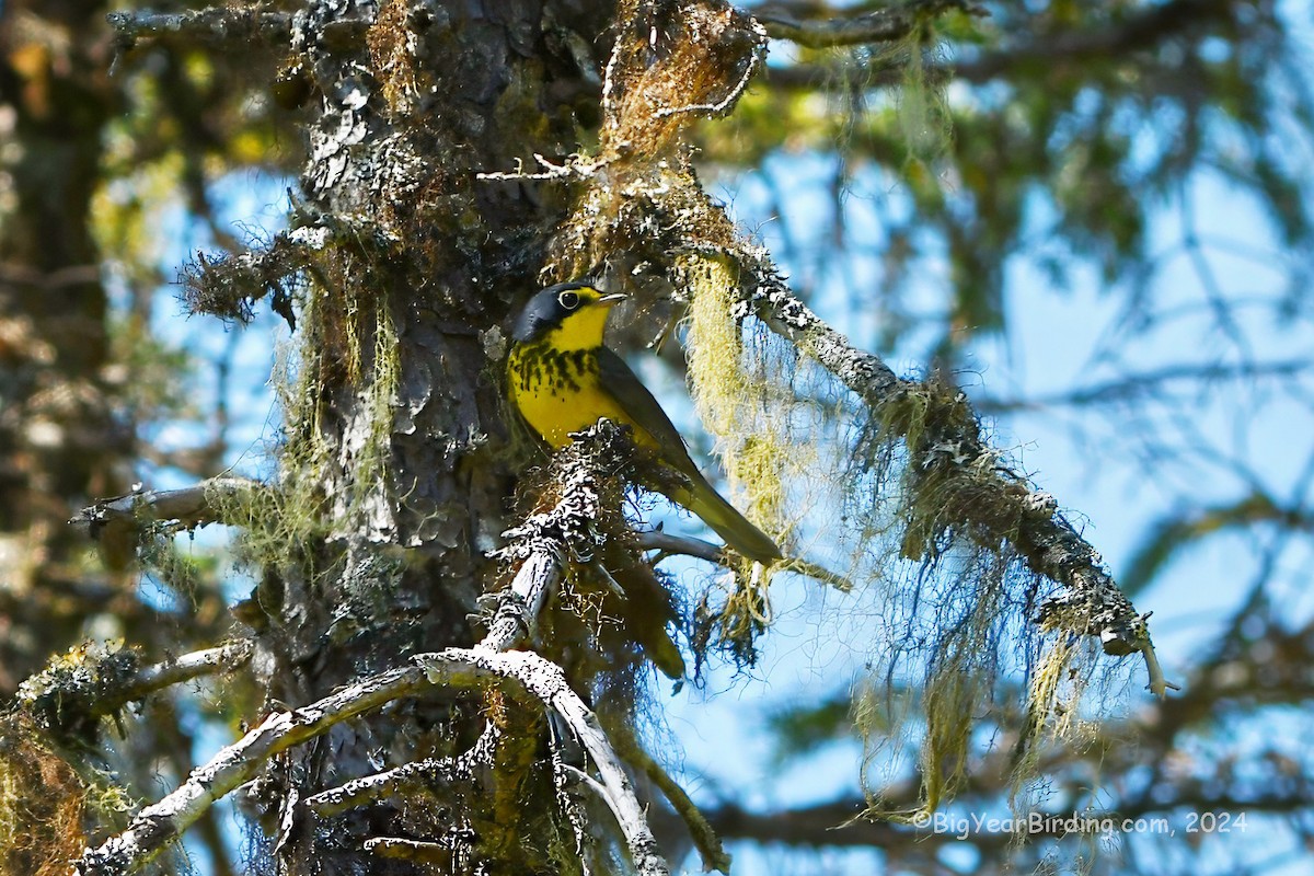 Canada Warbler - ML619529471