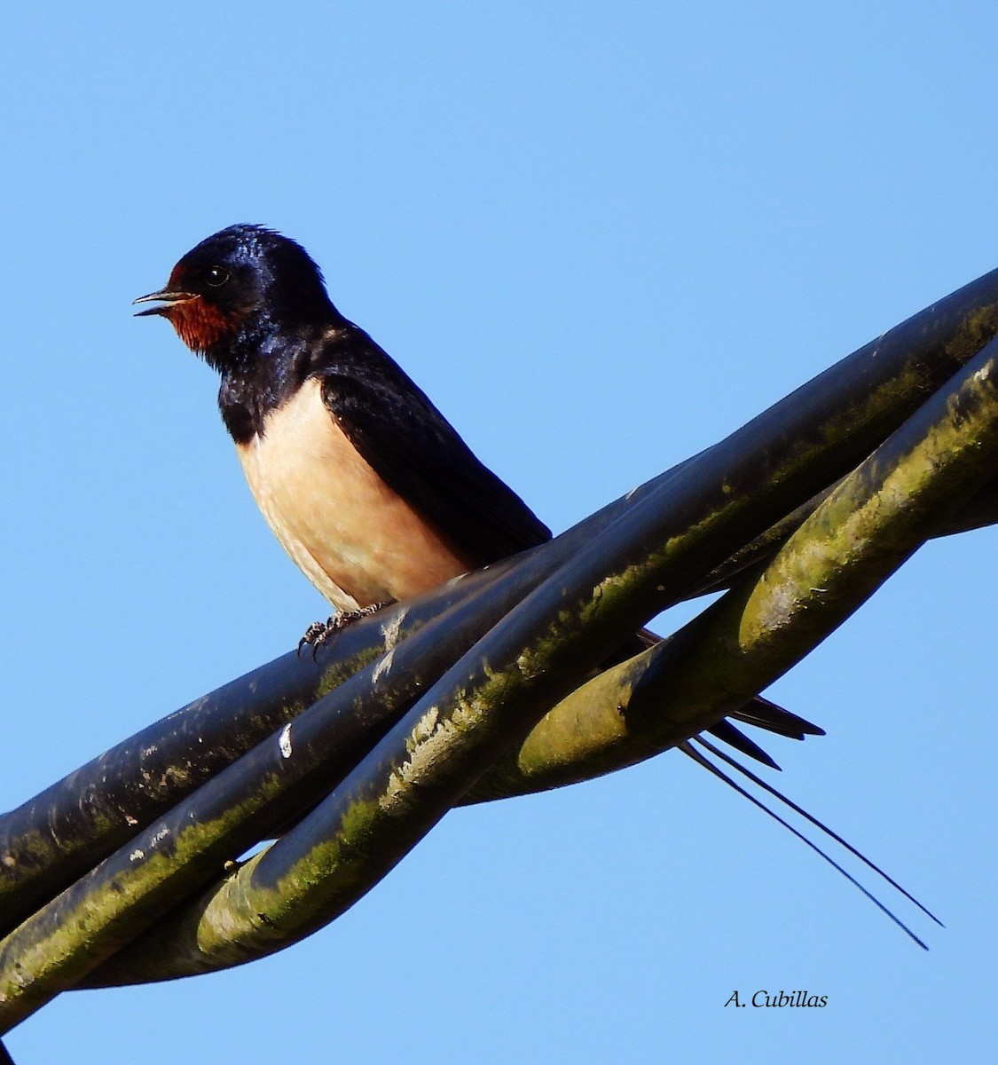 Barn Swallow - Aurora Cubillas
